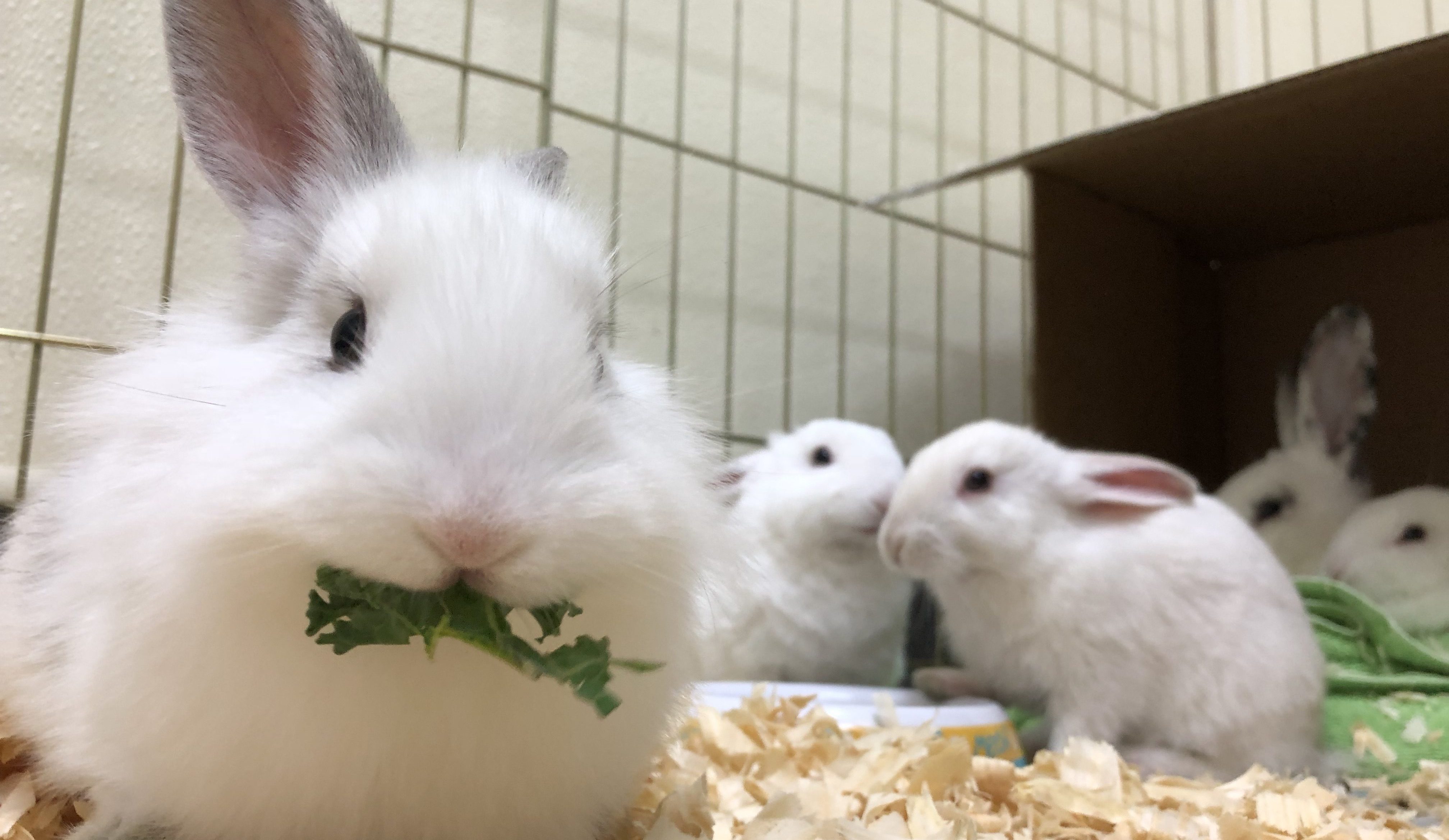 Pet hotsell rabbit outside