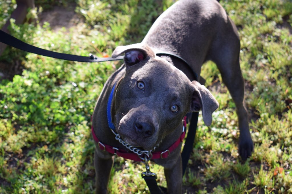 Kiln Creek Animal Care Open House Heritage Humane