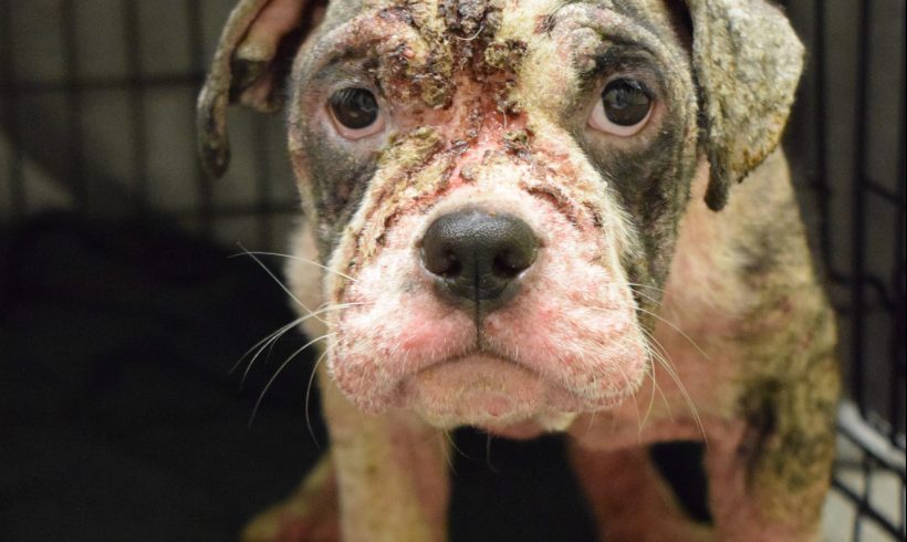 Puppy named Fancy found covered in mange in back of truck