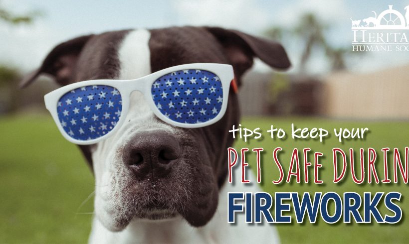 4th of July Fireworks and Pet Safety