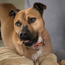 624 Days at the Shelter, Williamsburg Dog Looking for Forever Home