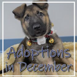 December Adoptions