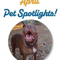 April Pet Spotlights