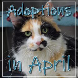April Adoptions