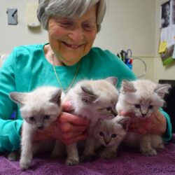 Kitten Season is Here! Here’s How to Get Hands – or Paws – On!