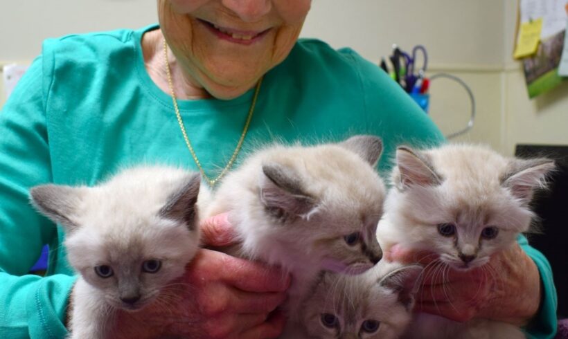 Kitten Season is Here! Here’s How to Get Hands – or Paws – On!