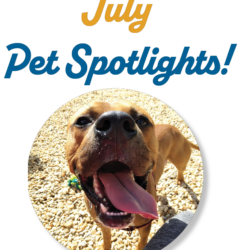 July Pet Spotlights