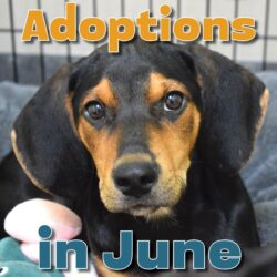 June Adoptions