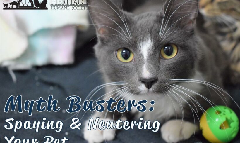 Myth Busters: Spay & Neutering Your Pet