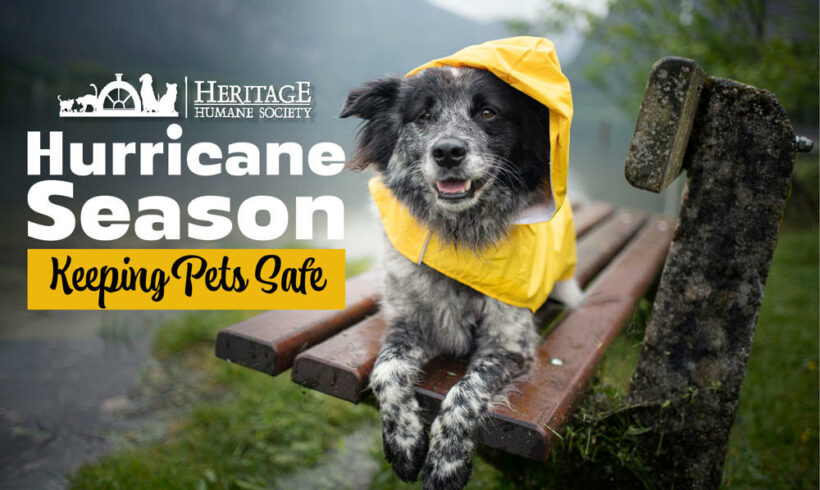 September is National Disaster Preparedness Month: Keeping Pets Safe