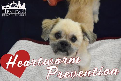 Is Your Pet One Mosquito Bite Away from Heartworms?
