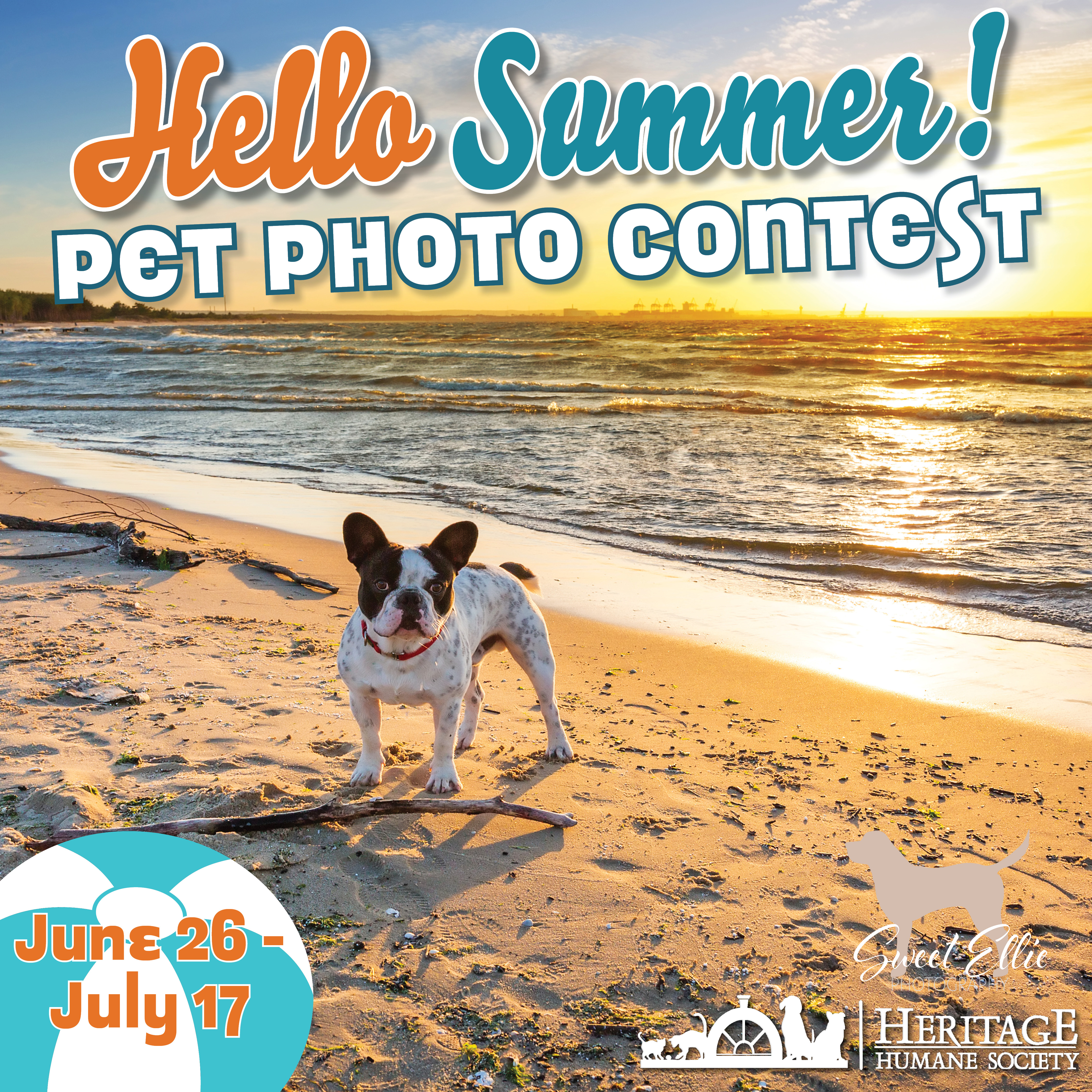 Hello Summer Pet Photo Contest Invites You to Join In