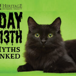 Friday the 13th Pet Myths Debunked