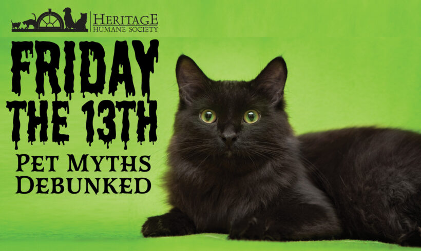 Friday the 13th Pet Myths Debunked