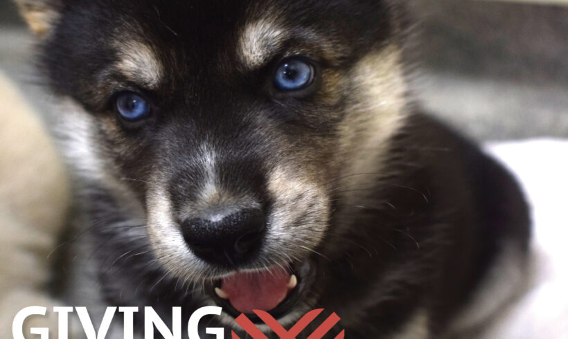 How to be Pawsitively Double Your Impact on this Critical Giving Tuesday