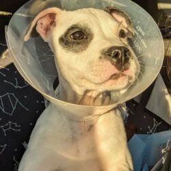Community Rallies Together to Save Ailing Puppy Luna Petunia