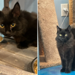 Dean and Sam: Adoptable Kittens with a Supernatural Connection