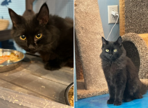Dean and Sam: Adoptable Kittens with a Supernatural Connection