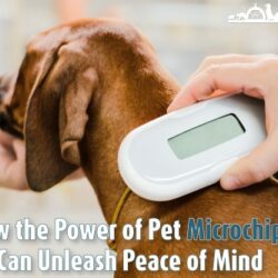 How the Power of Pet Microchips can Unleash Peace of Mind