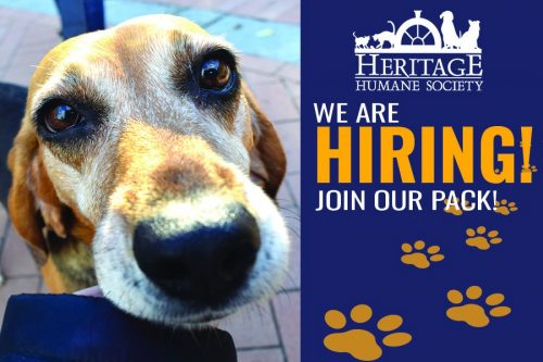 Career Opportunities that Invite Animal Lovers to Join the Pack