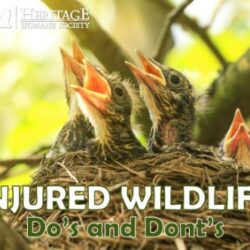 Injured Wildlife – Dos and Don’ts