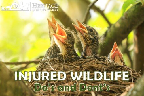 Injured Wildlife – Dos and Don’ts