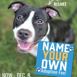 Name Your Own Adoption Fee On Adult Dogs