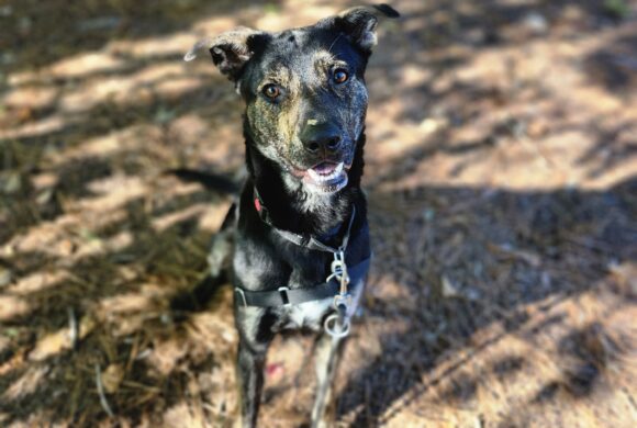 Koda