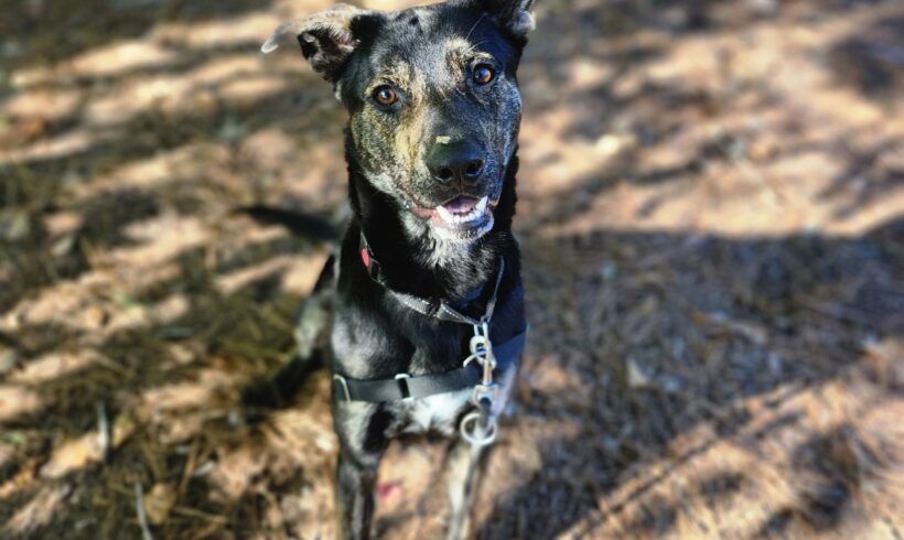 Koda